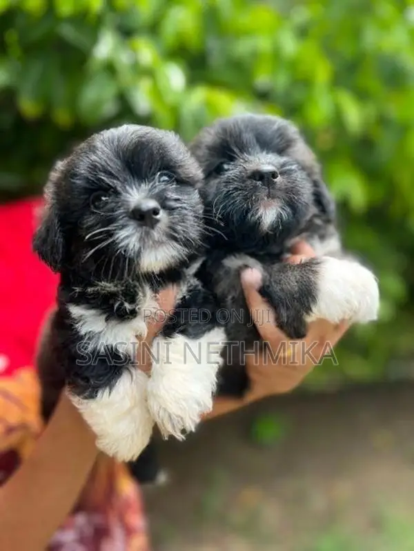 Shih Tzu male Puppy