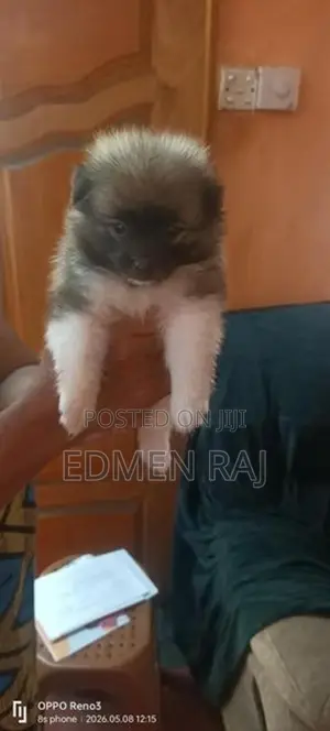 Lion Pomeranian