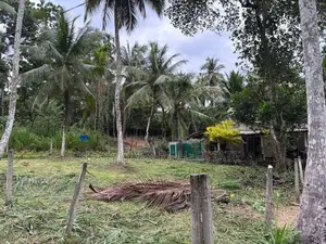 කිරිදිවැලින් වටිනා ඉඩමක් විකිණීමට
