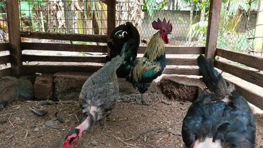 Farm Chicks
