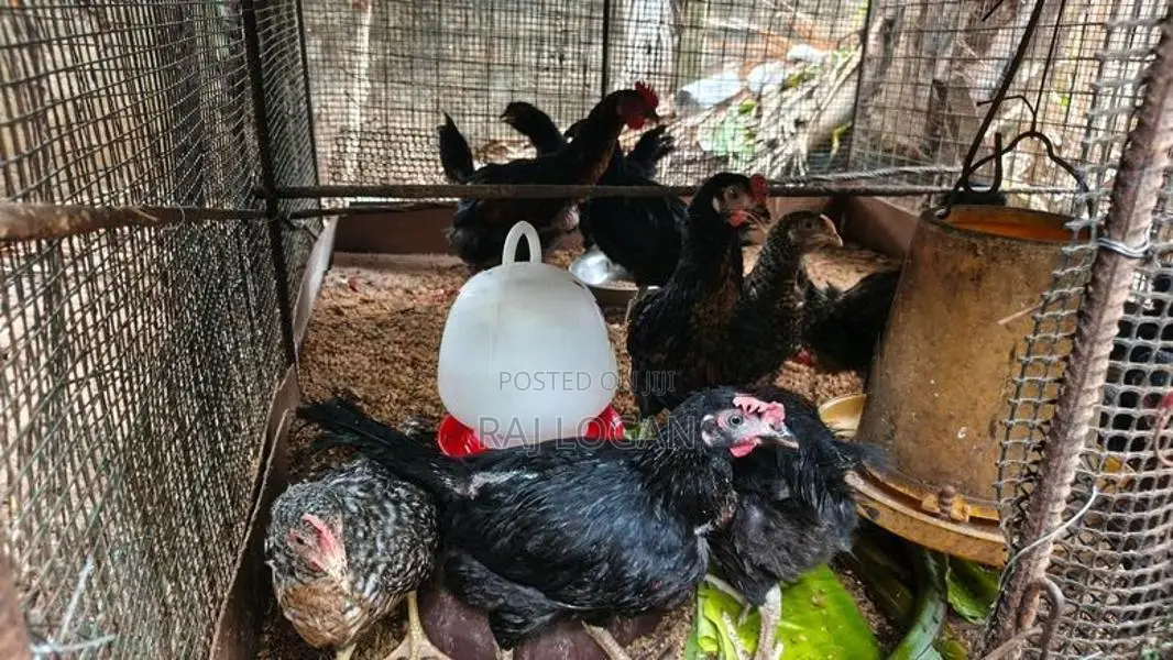 Farm Chicks