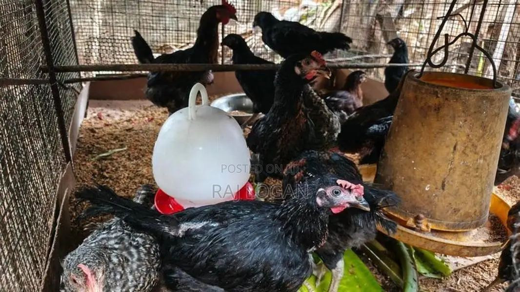 Farm Chicks
