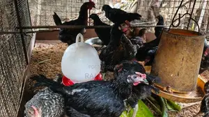 Farm Chicks