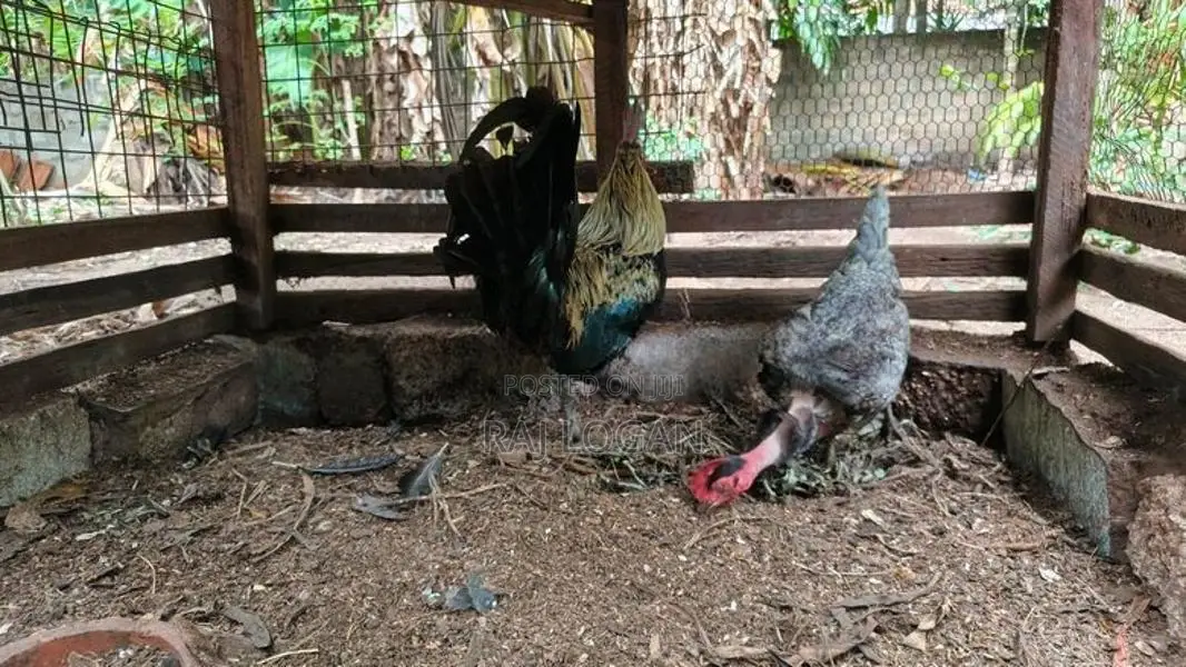 Farm Chicks