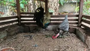 Farm Chicks