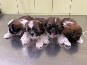 Shih Tzu Puppies