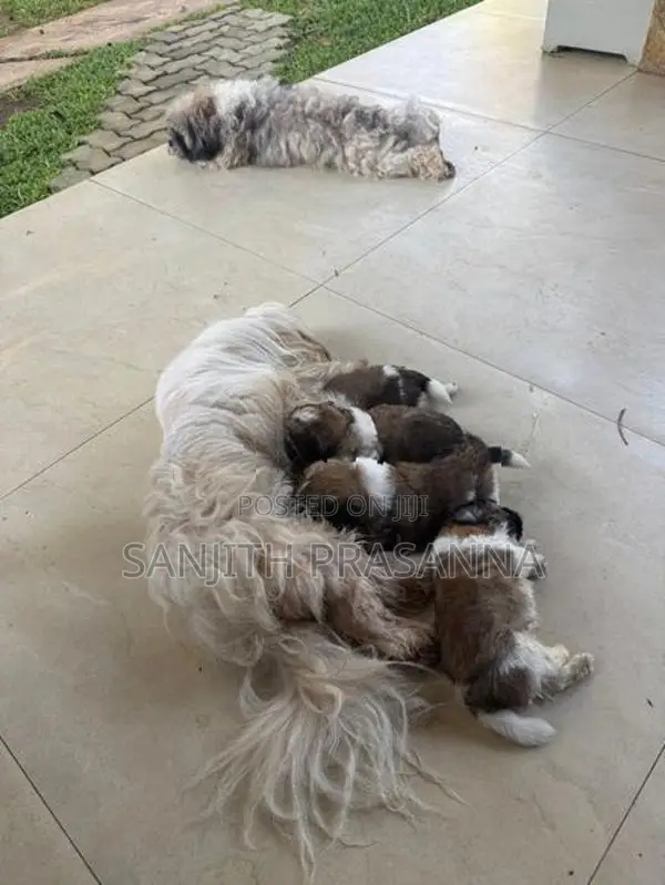 Shih Tzu Puppies