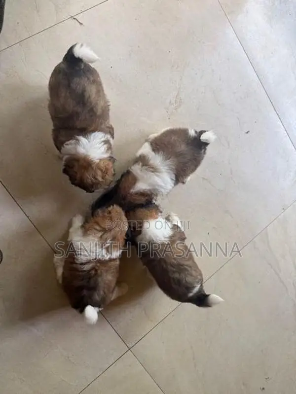 Shih Tzu Puppies