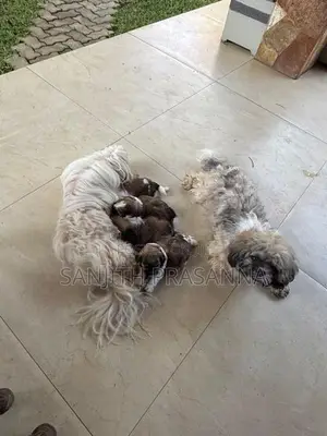 Shih Tzu Puppies