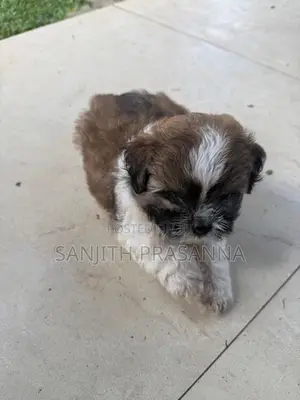 Shih Tzu Puppies