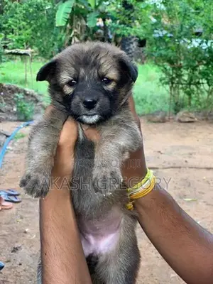 German Shepherd Long Coat Puppies