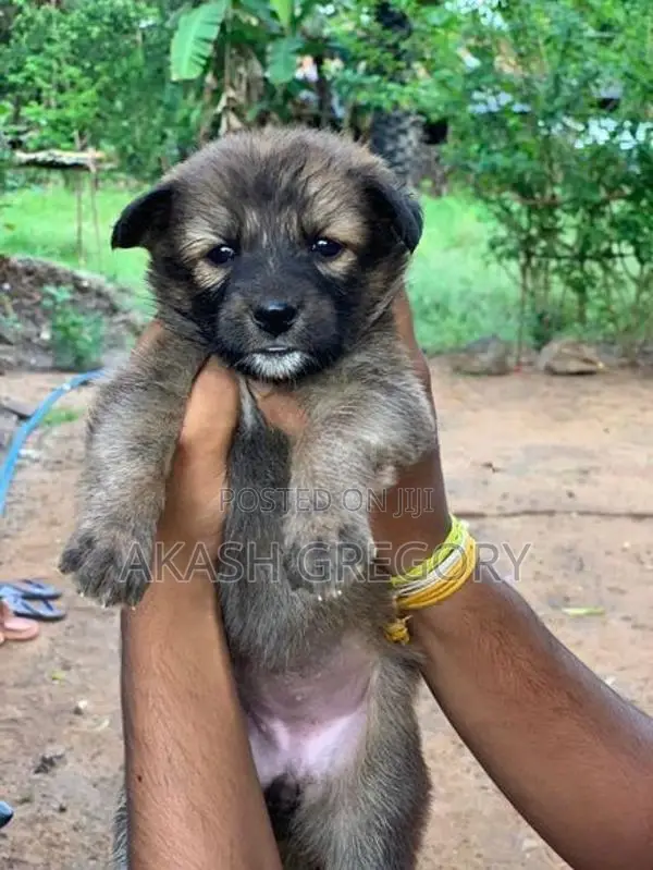German Shepherd Long Coat Puppies