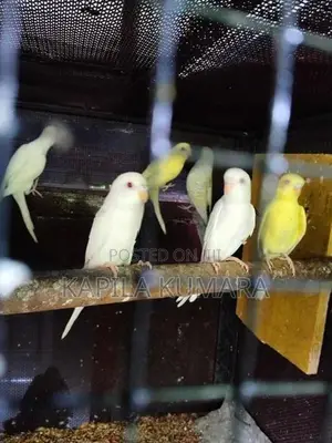 Love Birds