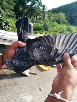 Pigeon