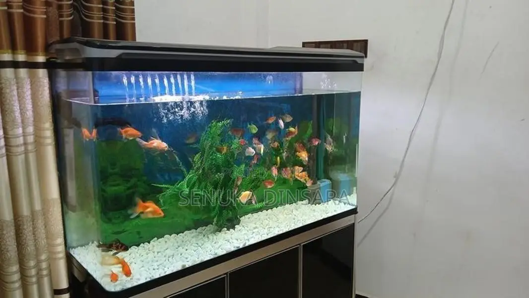 Important Fish Tank