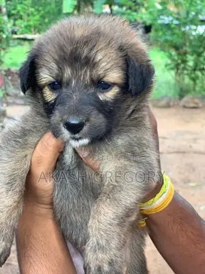 German Shepherd Long Coat Puppies