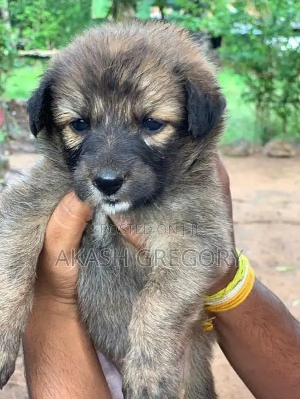 German Shepherd Long Coat Puppies
