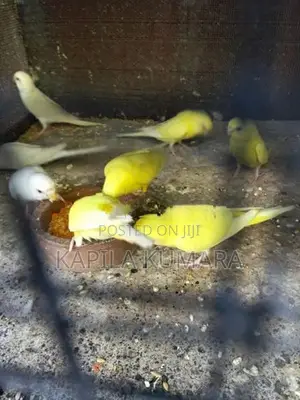 Love Birds