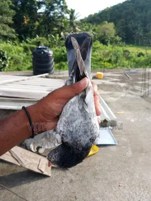 Pigeon