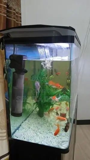 Important Fish Tank