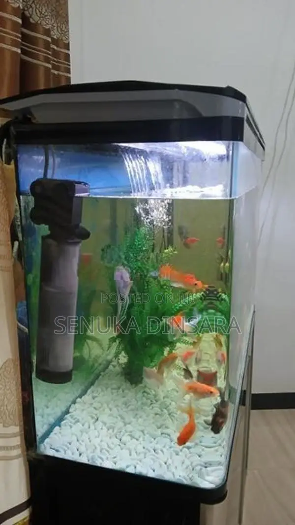 Important Fish Tank