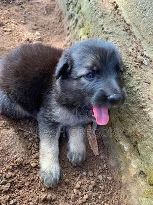 German Shepherd Long Coat Puppies