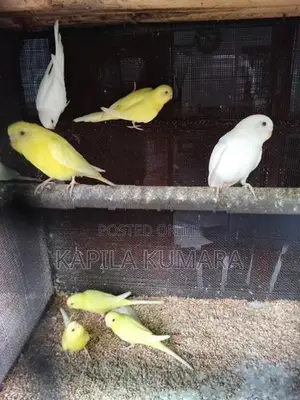 Love Birds