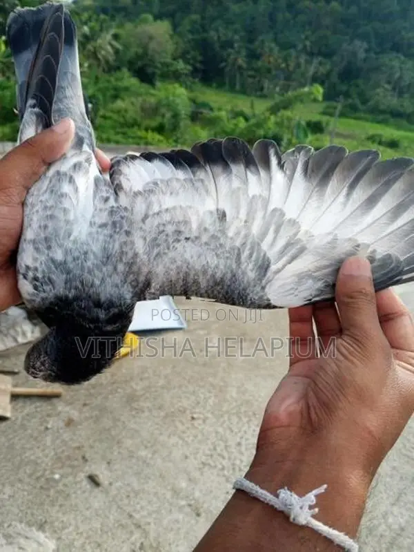 Pigeon