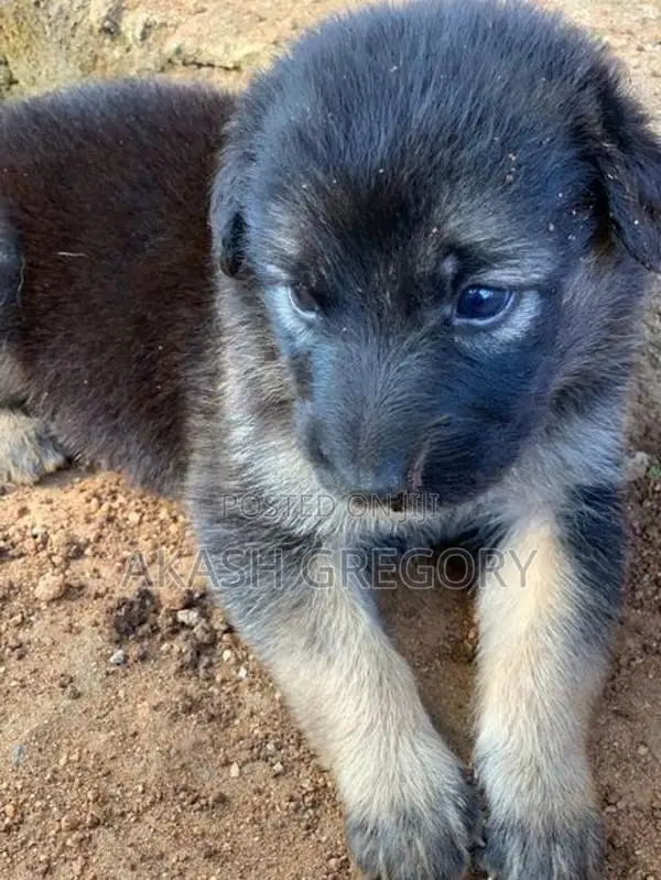 German Shepherd Long Coat Puppies