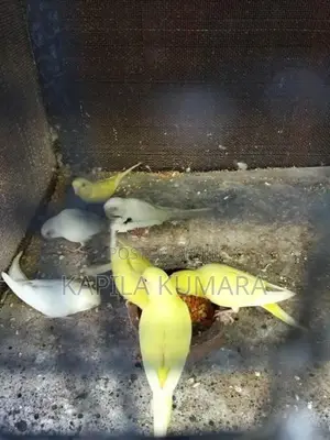 Love Birds