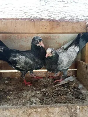 Pigeon