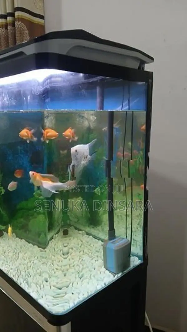 Important Fish Tank
