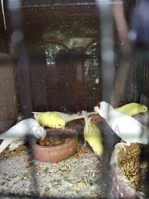 Love Birds