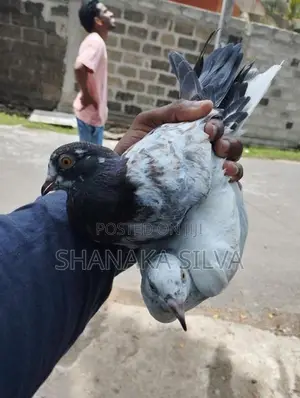Pigeon