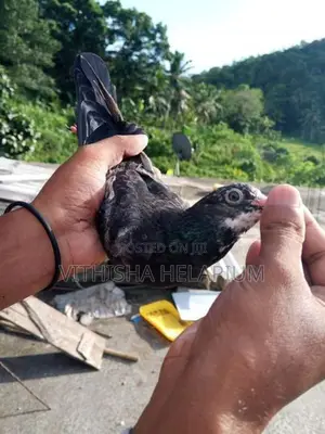 Pigeon