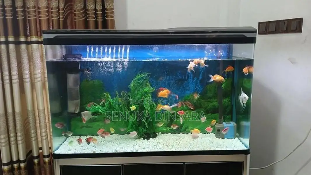 Important Fish Tank