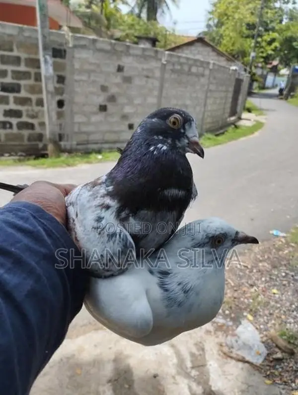 Pigeon