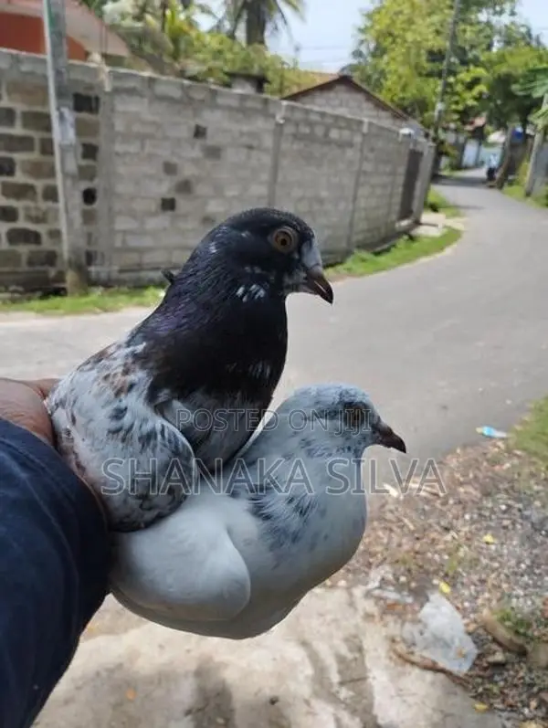 Pigeon