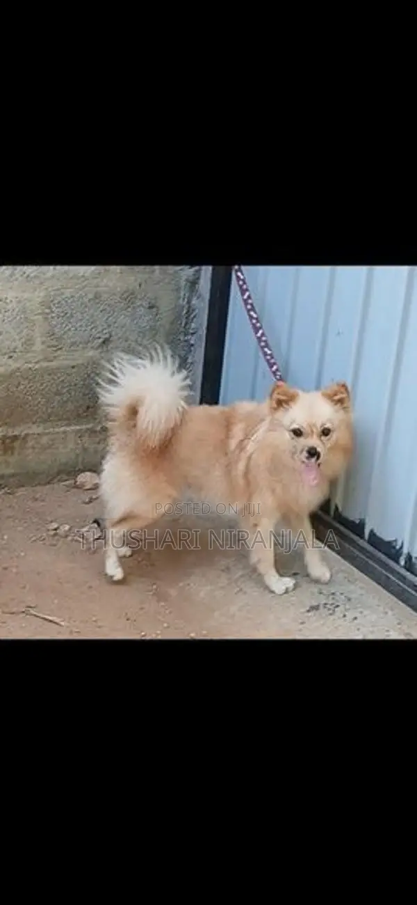Lion Pomeranian Puppy