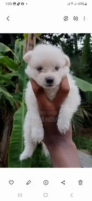 Lion Pomeranian Puppy