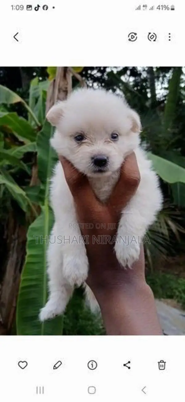 Lion Pomeranian Puppy