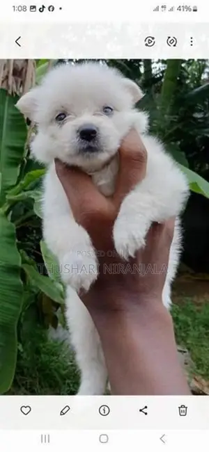 Lion Pomeranian Puppy