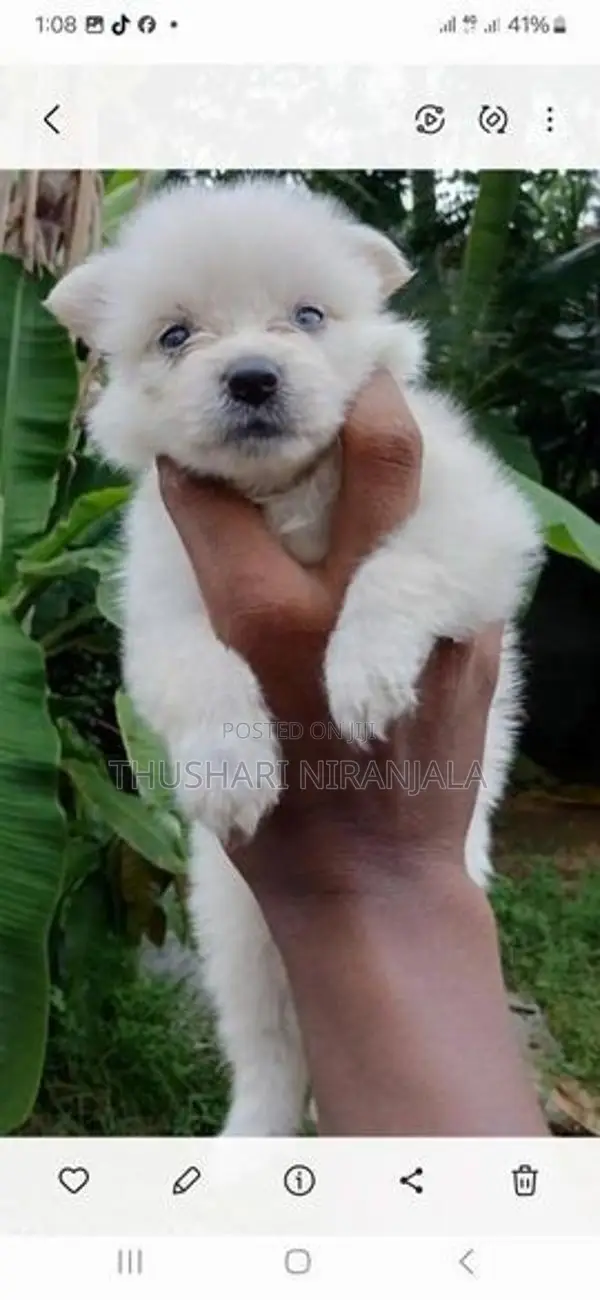 Lion Pomeranian Puppy