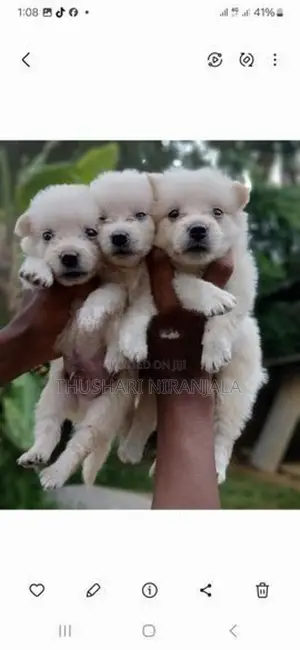 Lion Pomeranian Puppy