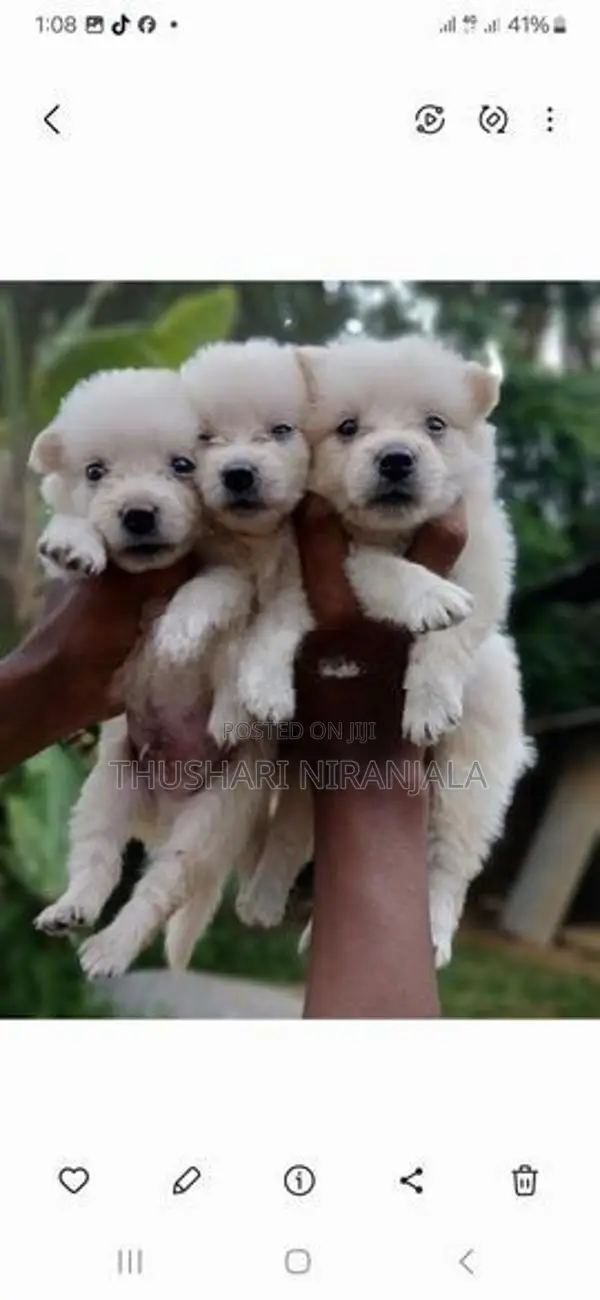 Lion Pomeranian Puppy