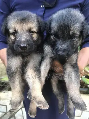 German Shepherd Puppies