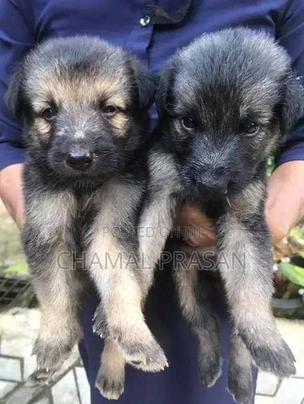 German Shepherd Puppies