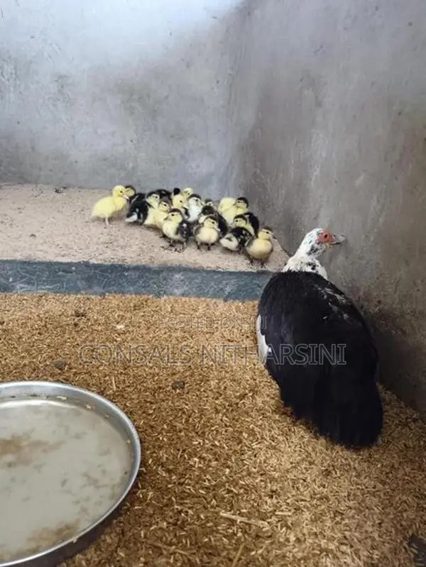 Farm Duck