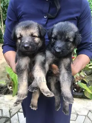 German Shepherd Puppies