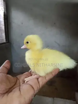 Farm Duck